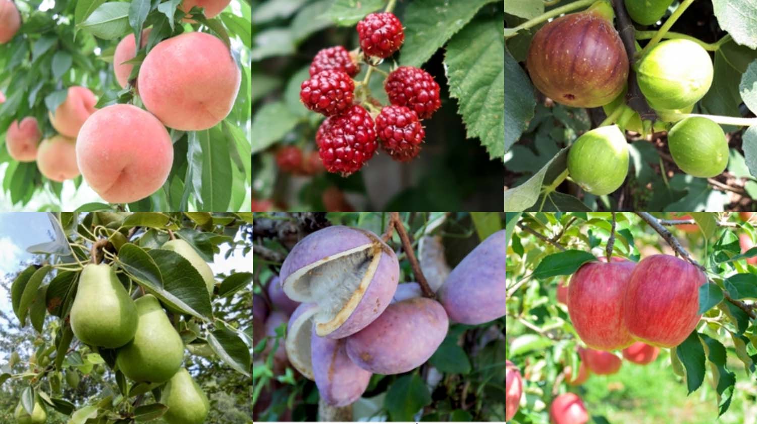 Unripe fruit from Akita prefecture