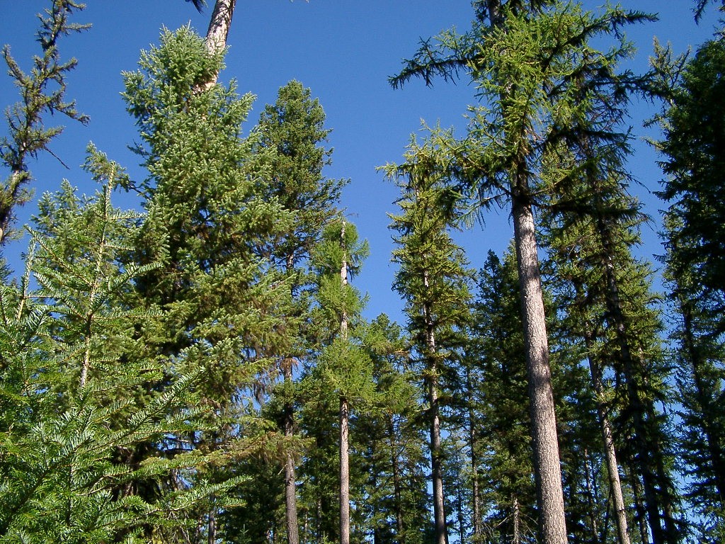 Native Russian larch