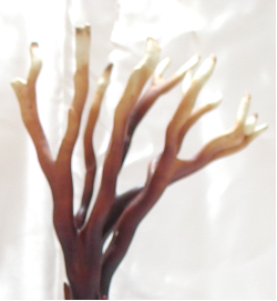 Antler Reishi (Rokkakureishi) 「Okaku」