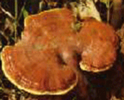 Reishi