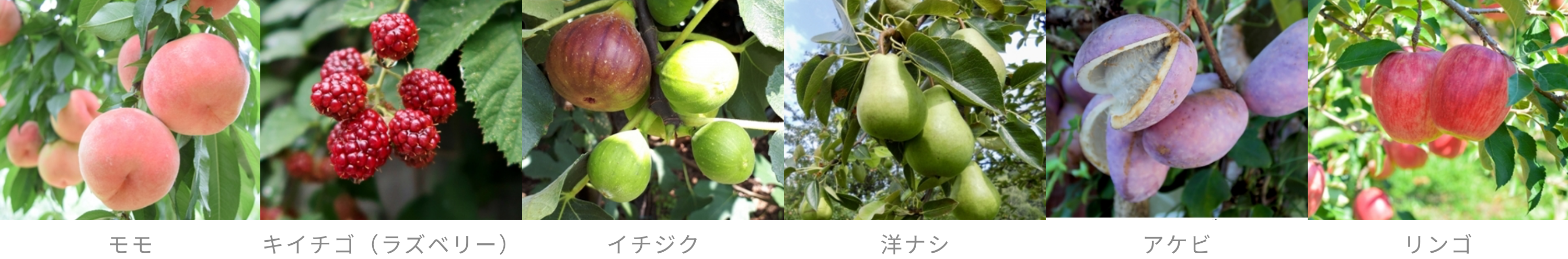 Unripe fruit from Akita prefecture