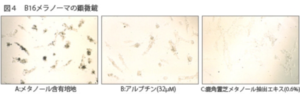 ４．シミや美白の要因であるメラニン産生抑制の検討