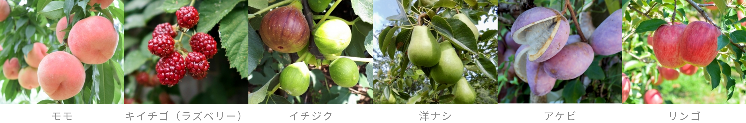 秋田県産の未完熟フルーツ